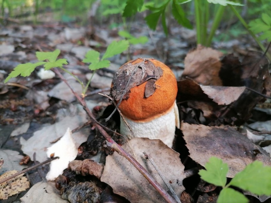 Забалуйки грибы