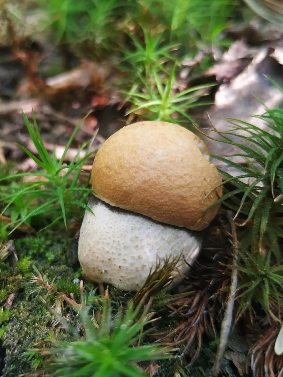 Ложнодождевик звёздчатый