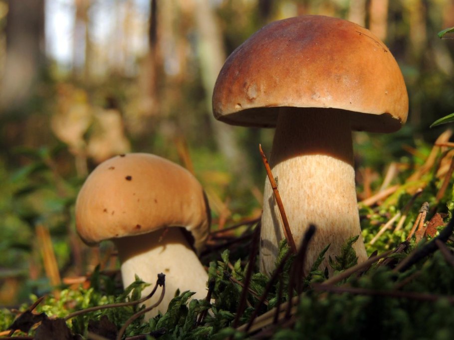 Гиропор каштановый