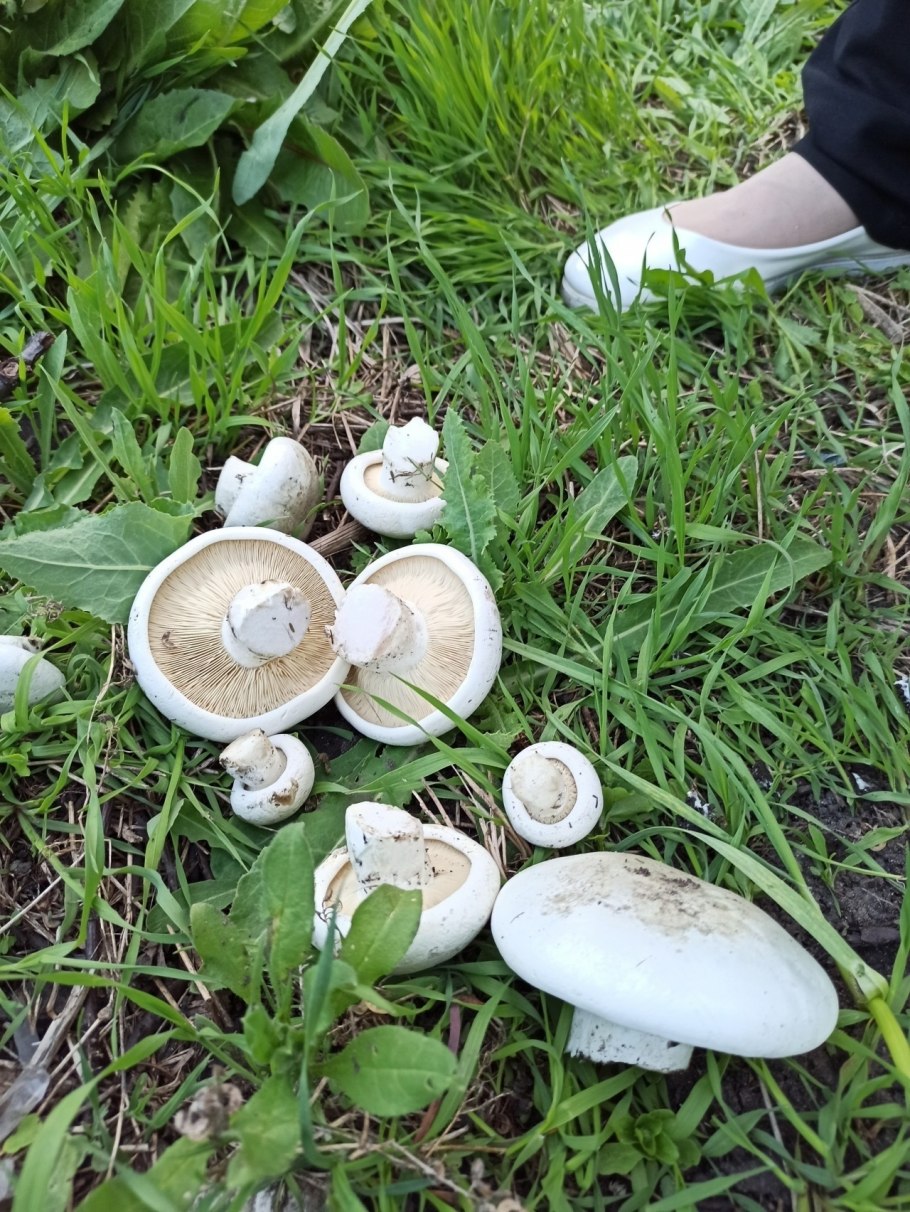 Костромская обл гриб сухарь