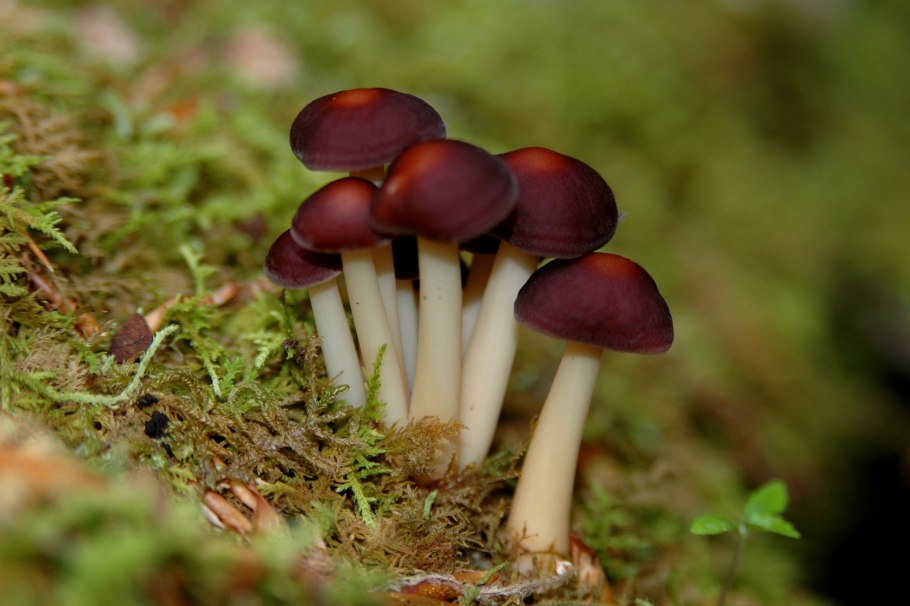 Кожаный гриб