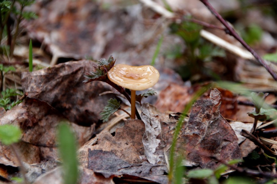 Lactarius aquizonatus