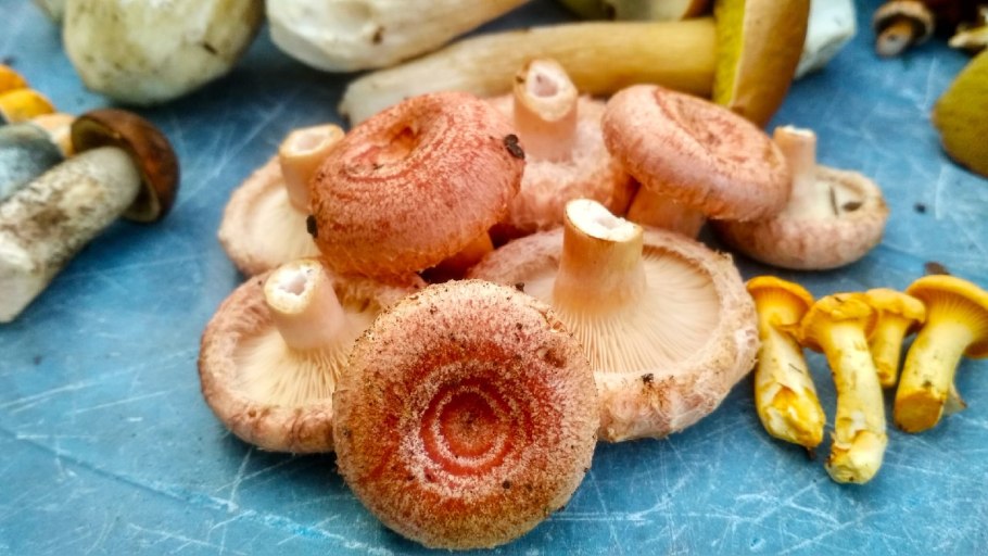 Сморчки грибы Волгодонск