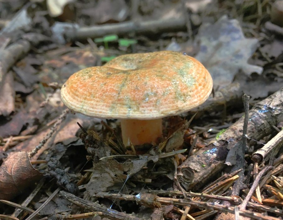 Рыжик сосновый боровой lactarius deliciosus
