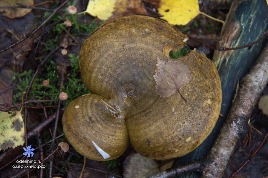 Груздь Чернушка зеленушка