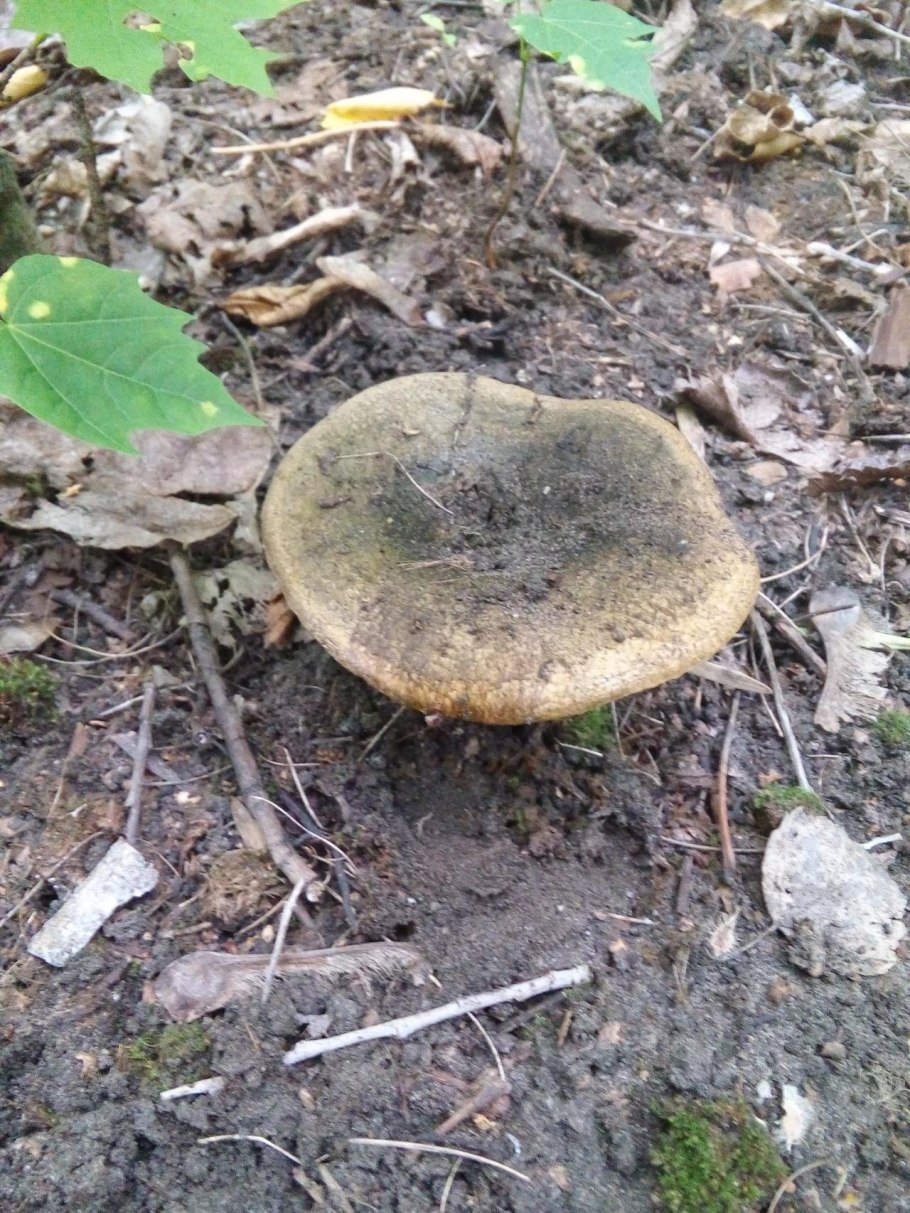 Груздь черный млечник