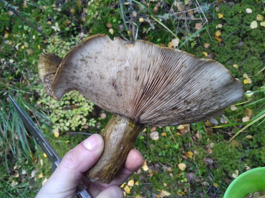 Lactarius necator