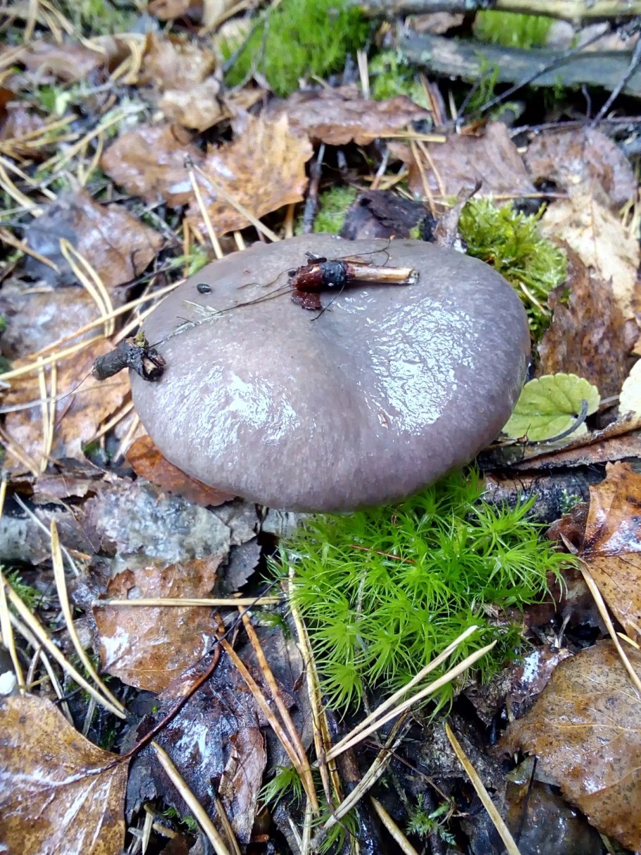 Чернушка или черный груздь