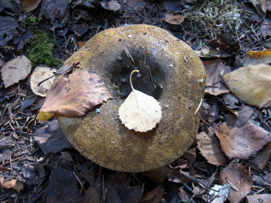 Гриб черный груздь