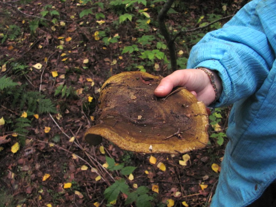 Груздь оливковый