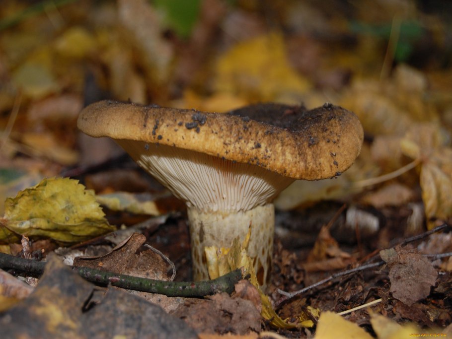 Гриб черный груздь