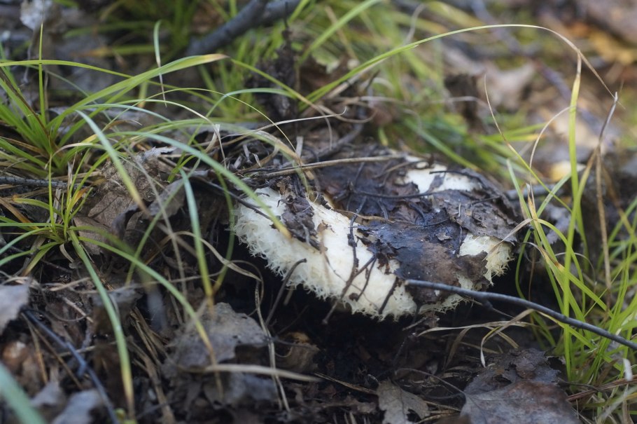 Чернушка гриб