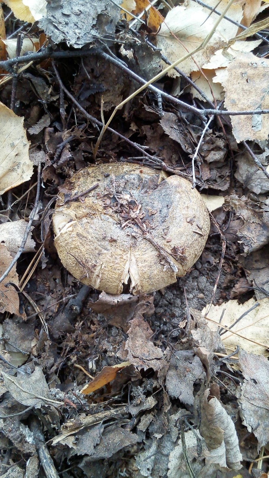 Чернушка или черный груздь