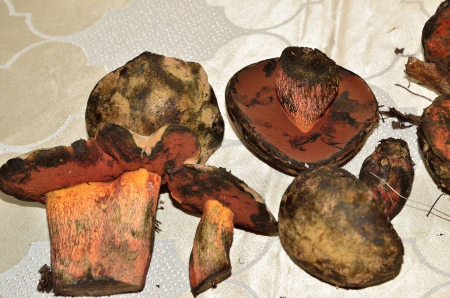 Грибы которые синеют съедобные