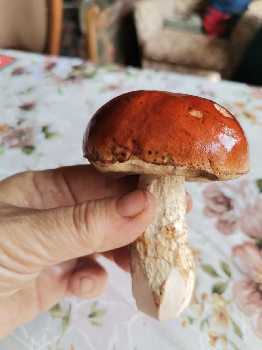 Как определить гриб по фото онлайн