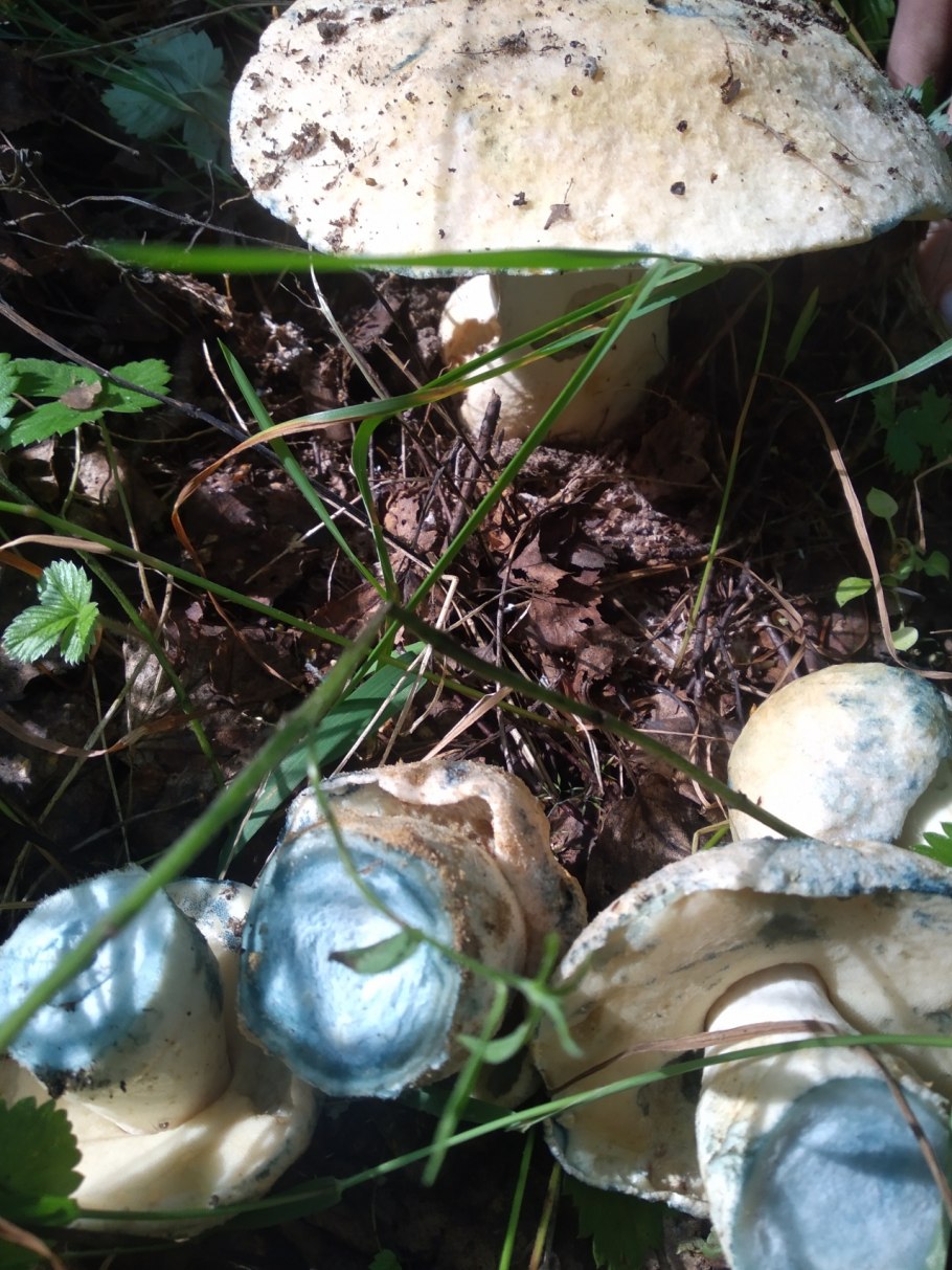 Гиропорус синеющий (Gyroporus cyanescens)