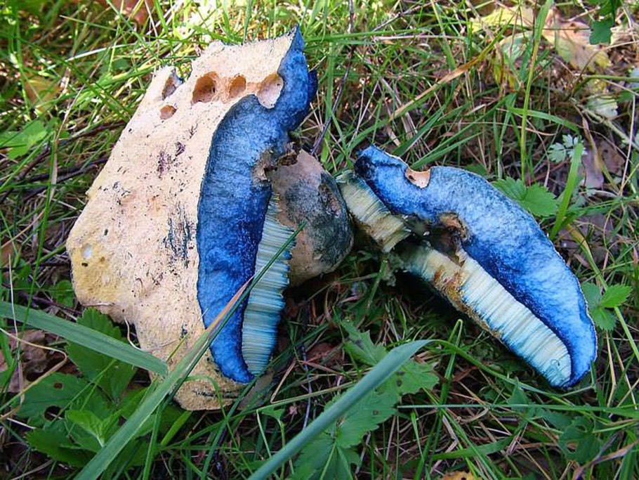 Гиропорус синеющий (Gyroporus cyanescens)