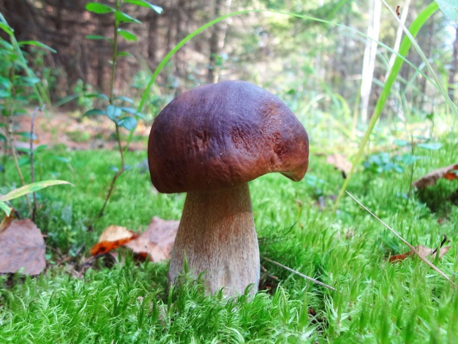Boletus edulis – белый гриб