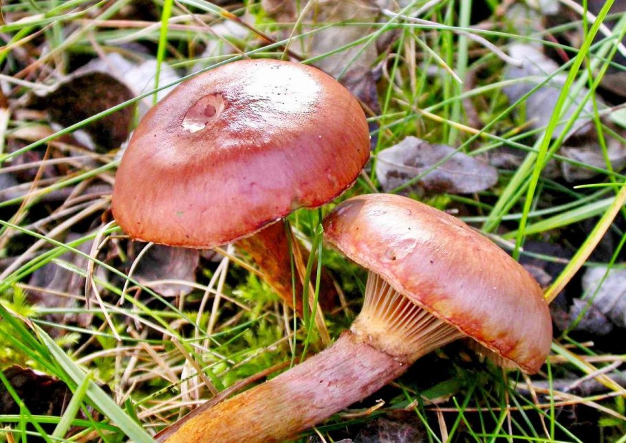 Мокруха пурпуровая (Chroogomphus rutilus)