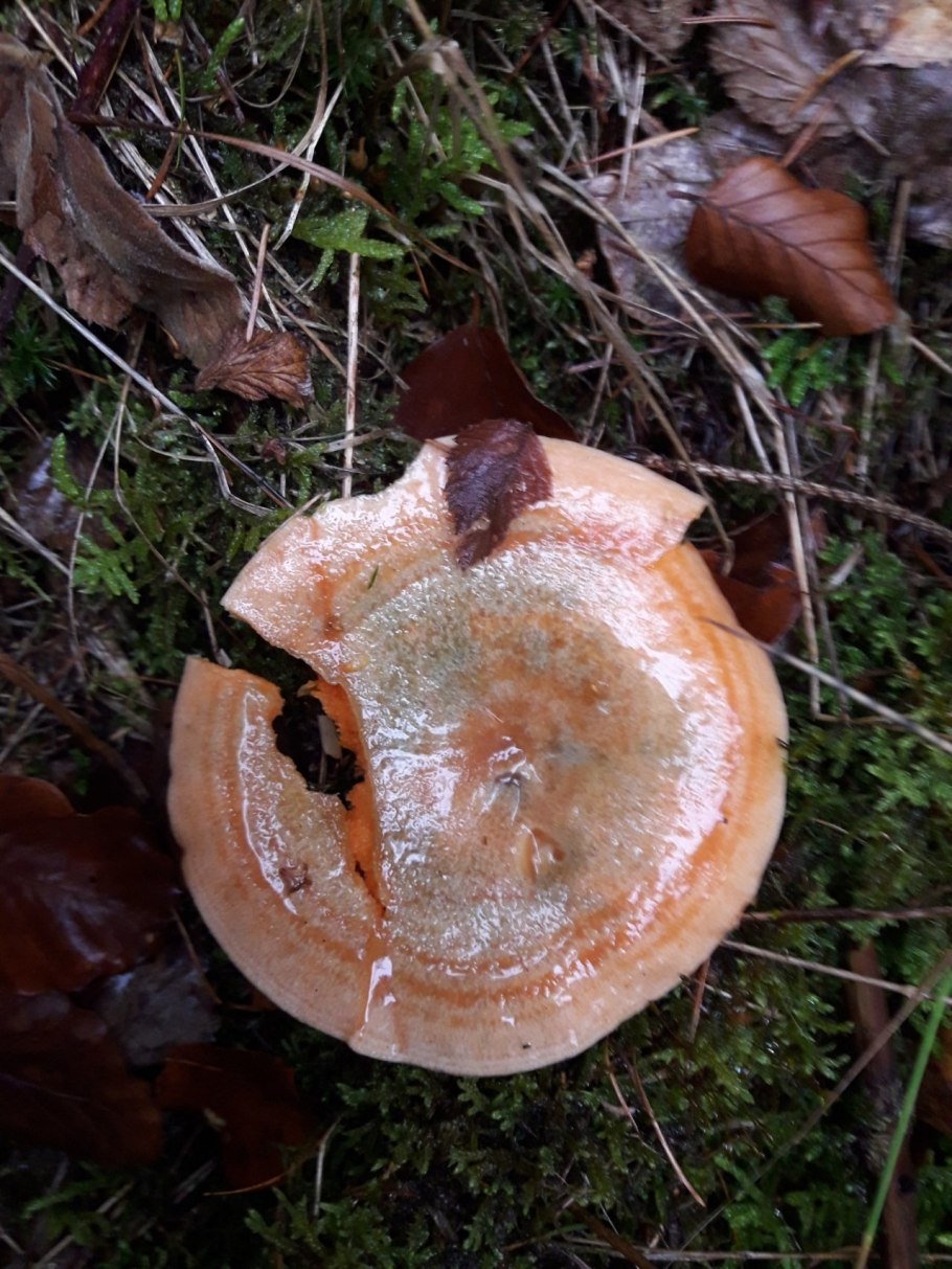 Рыжик Сосновый и еловый