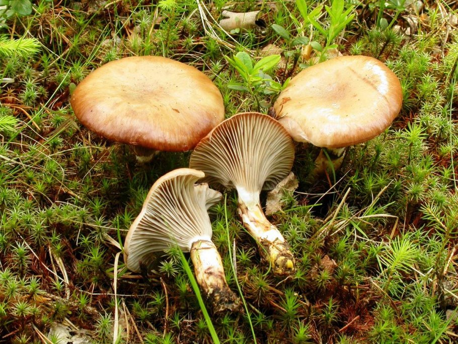 Мокруха Еловая масленок