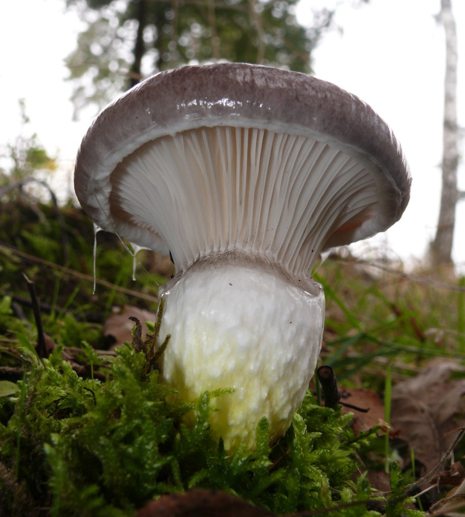 Мокруха Еловая гриб