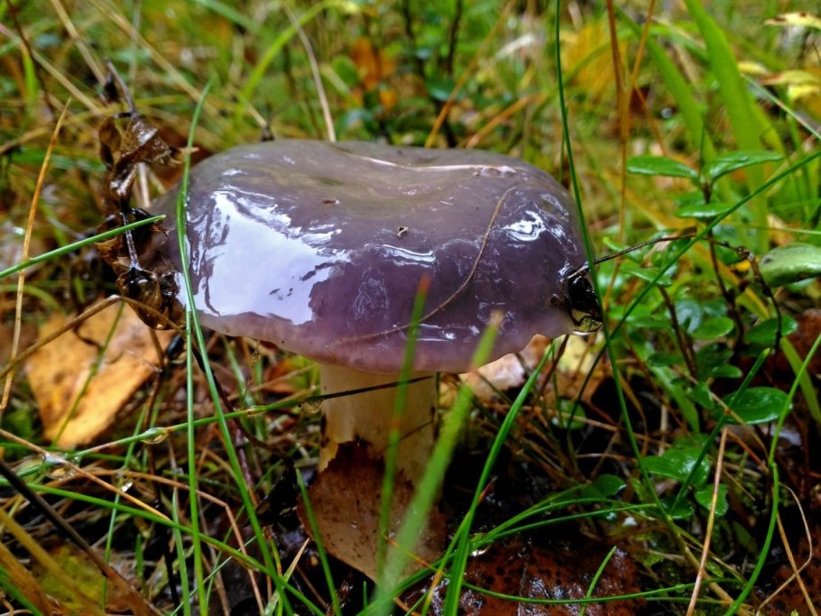 Мокруха Еловая