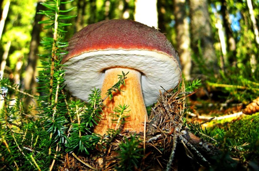 Белый гриб еловый Boletus edulis