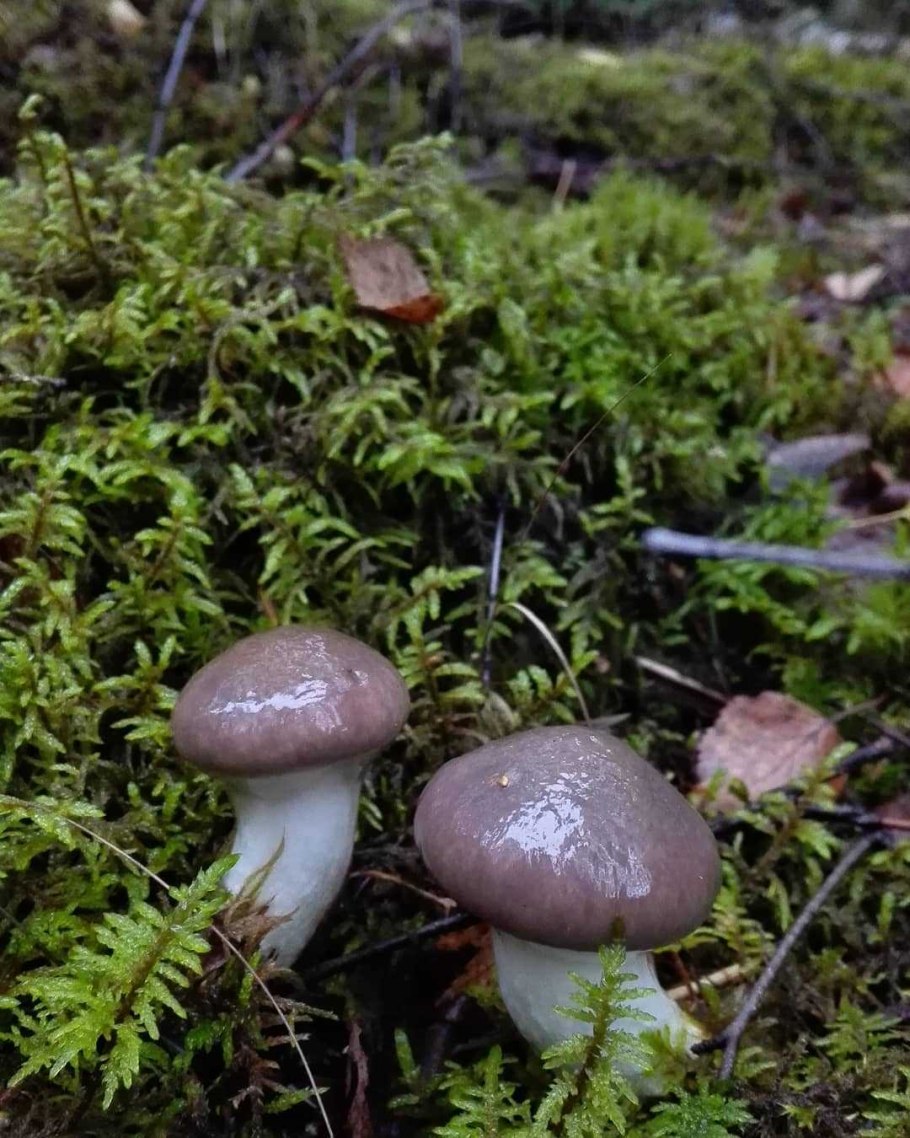 Гриб мокруха Сосновая