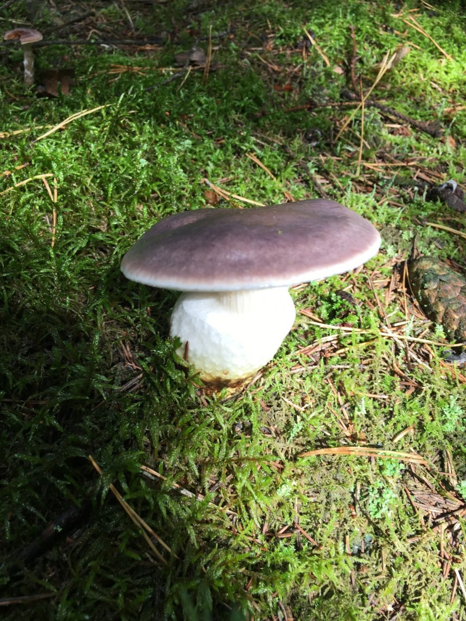 Мокруха Еловая гриб фото