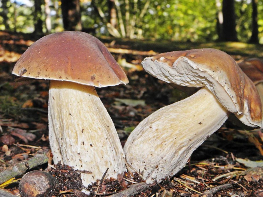 Белый гриб еловый Боровик