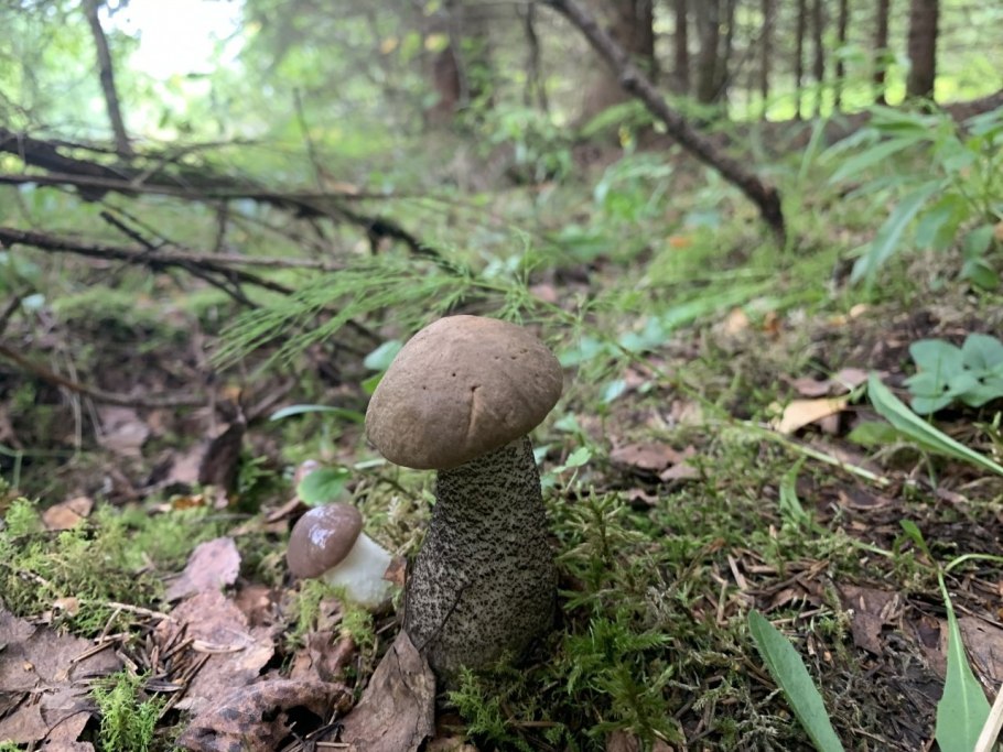 Маховка Еловая гриб