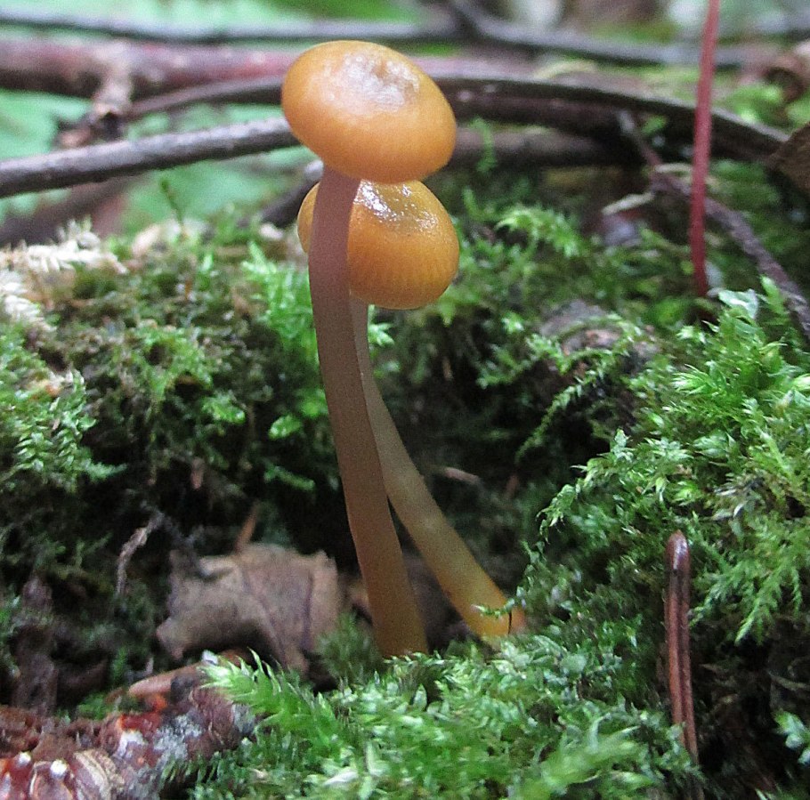 Гриб Омфалина