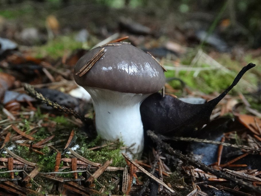 Мокруха Еловая гриб