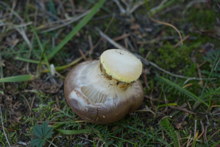 Еловый гриб фото