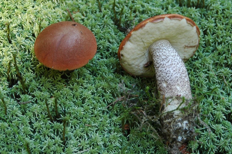 Красноголовик еловый