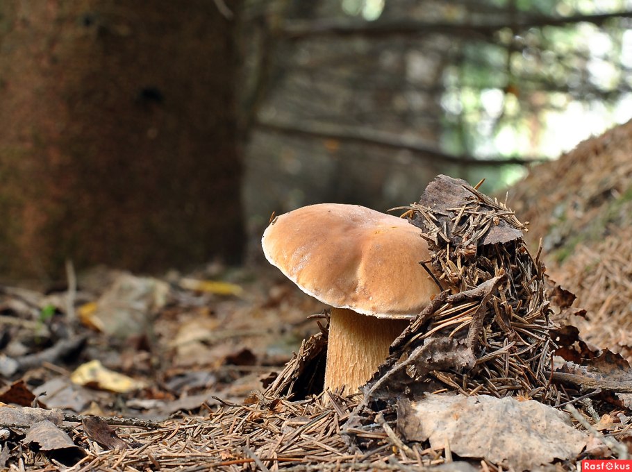 Грибы в Сосновом лесу август