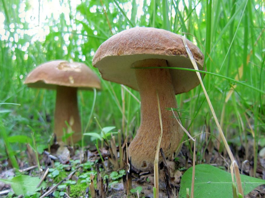 Белые грибы Камчатки