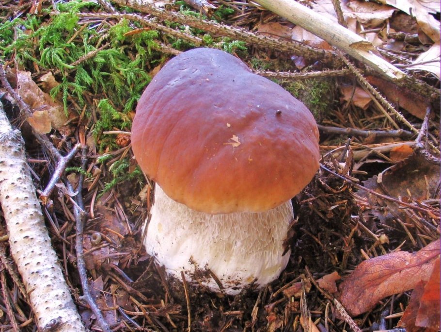 Маслёнок трентийский (Suillus tridentinus)
