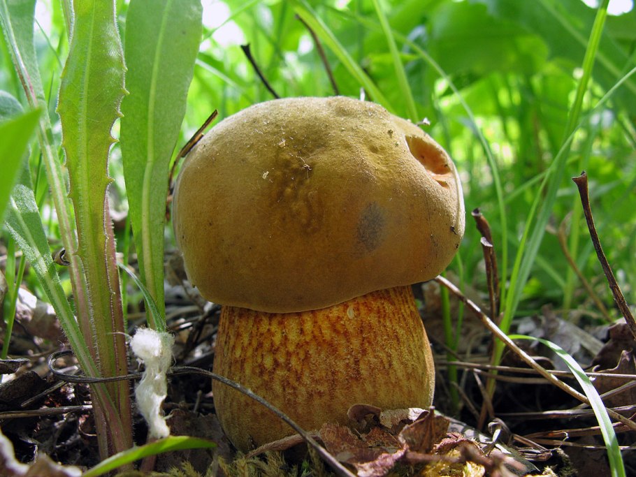 Боровик несъедобный Boletus calopus