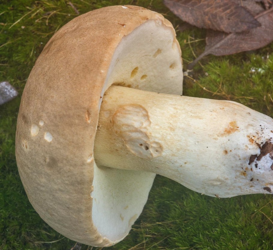 Белый гриб еловый Боровик