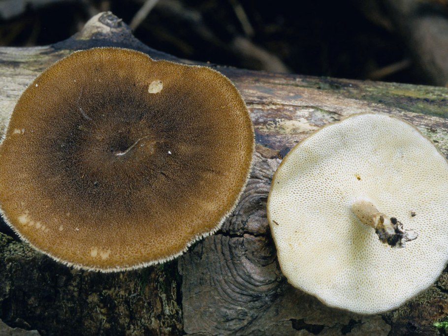 Моховик коричневый (Boletus ferrugineus)