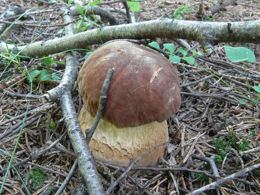 Обабки маслята