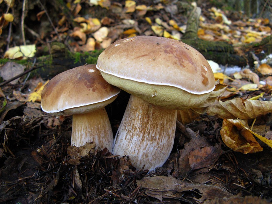 Моховик гриб