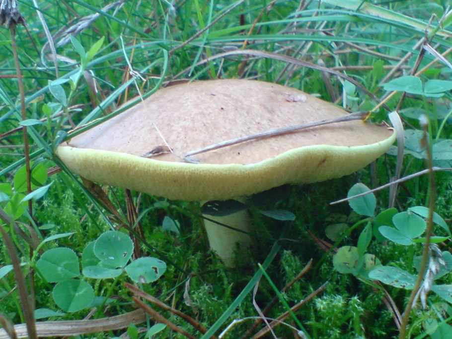 Boletus edulis f. citrinus