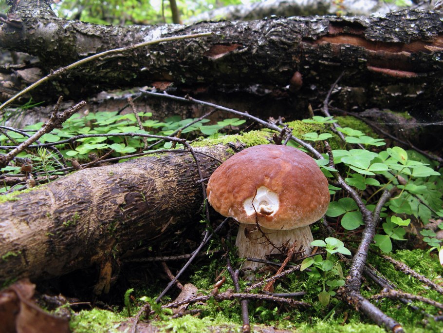 Белый гриб желтяк