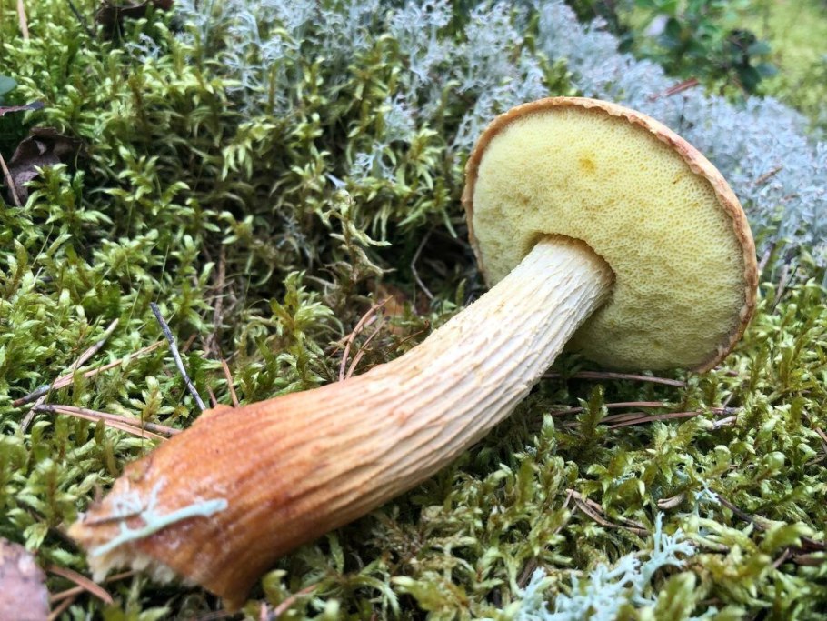 Подореховик польский гриб