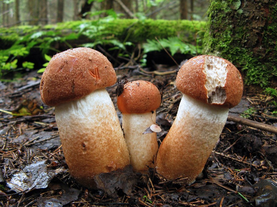 Пластинчатые грибы шампиньоны