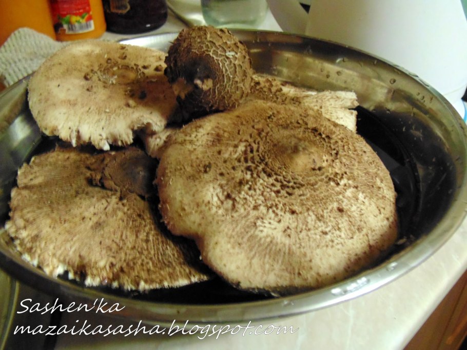 Гриб-зонтик Green Hell