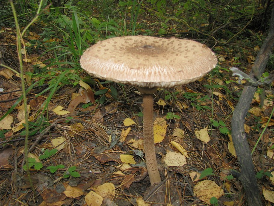 Грибы семейства шампиньоновых зонтики